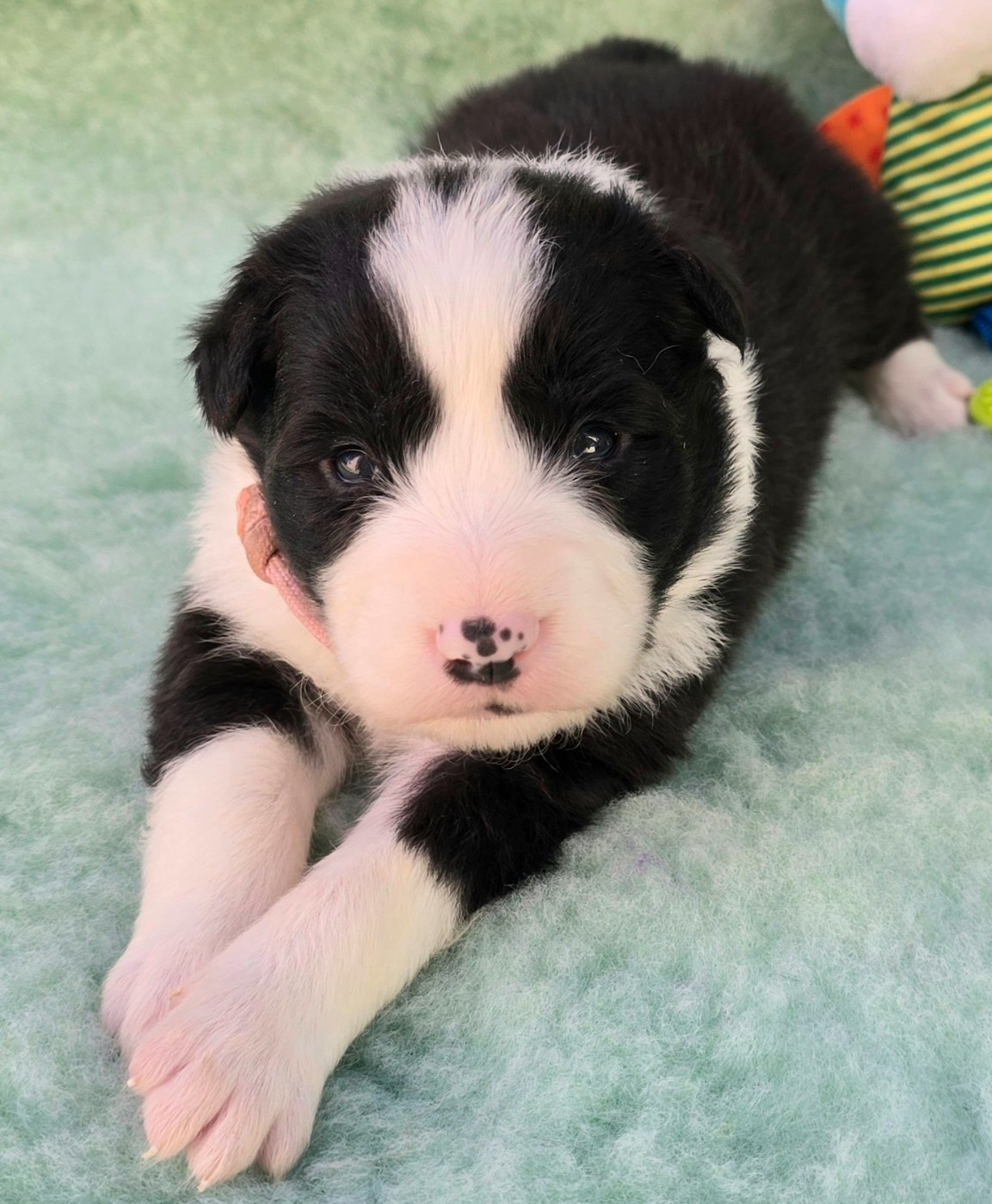du Paradis des P'tits Cracks - Chiots disponibles - Border Collie