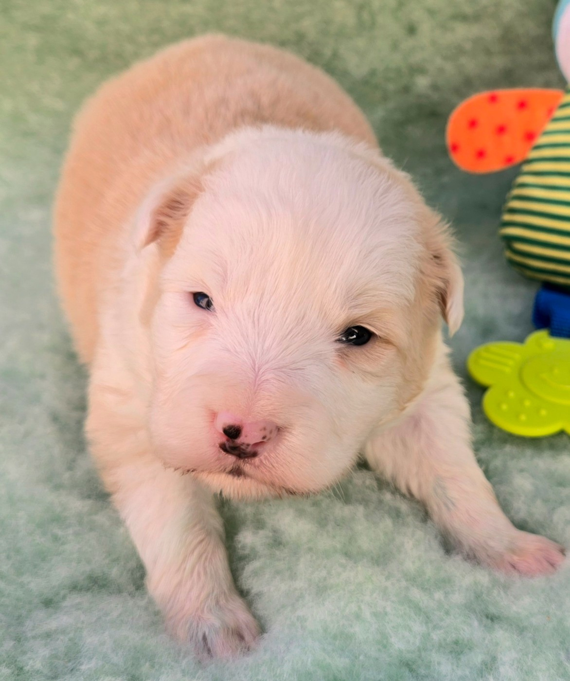 du Paradis des P'tits Cracks - Chiots disponibles - Border Collie