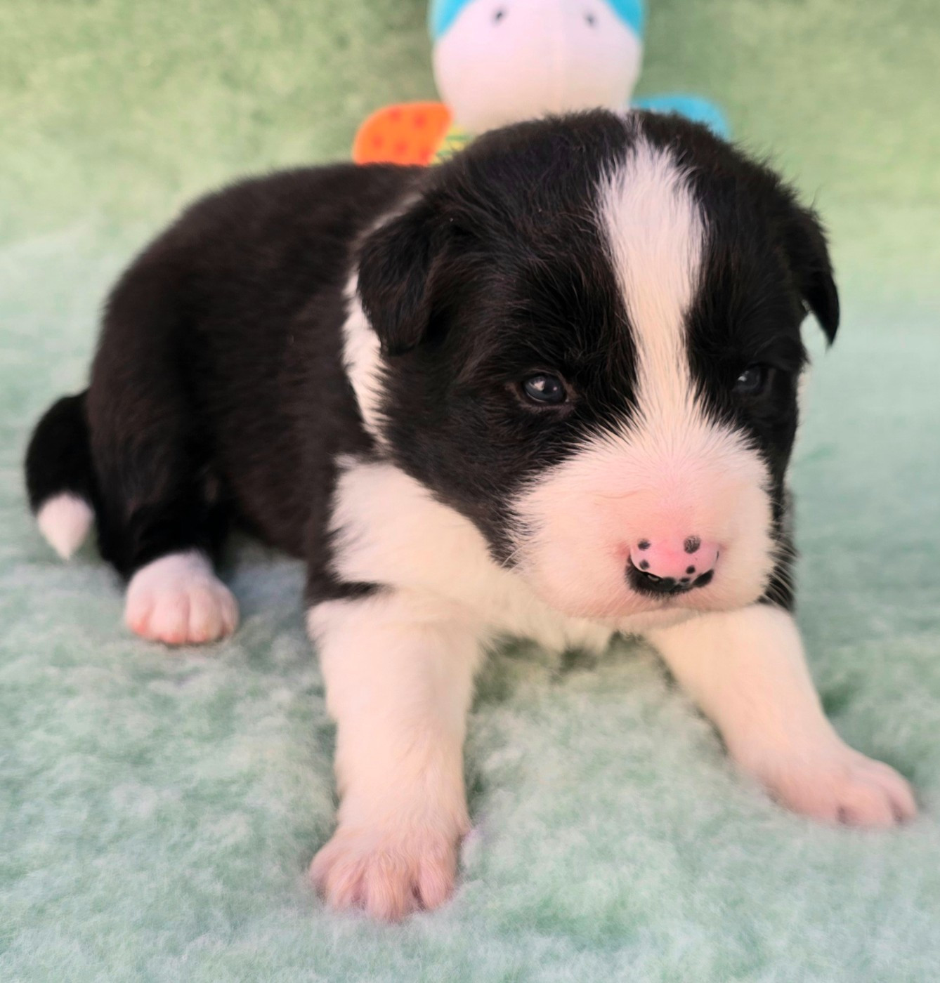 du Paradis des P'tits Cracks - Chiots disponibles - Border Collie