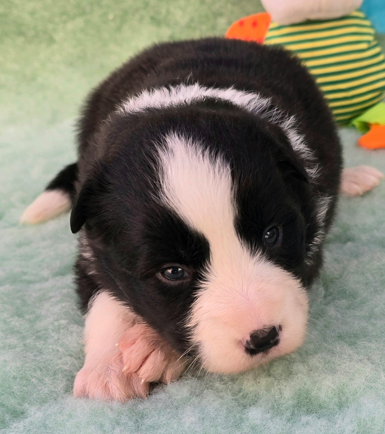 du Paradis des P'tits Cracks - Chiots disponibles - Border Collie