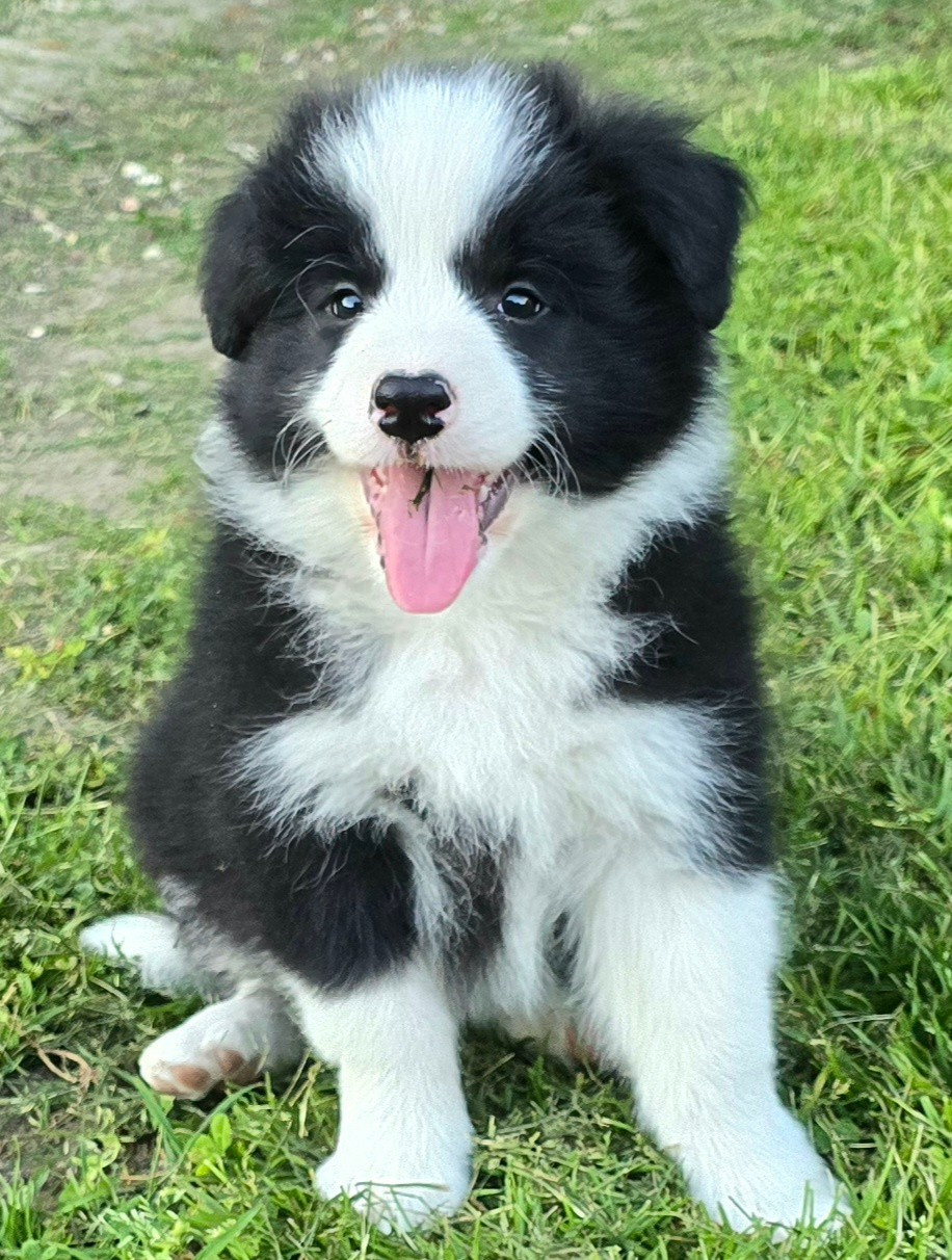 du Paradis des P'tits Cracks - Chiots disponibles - Border Collie