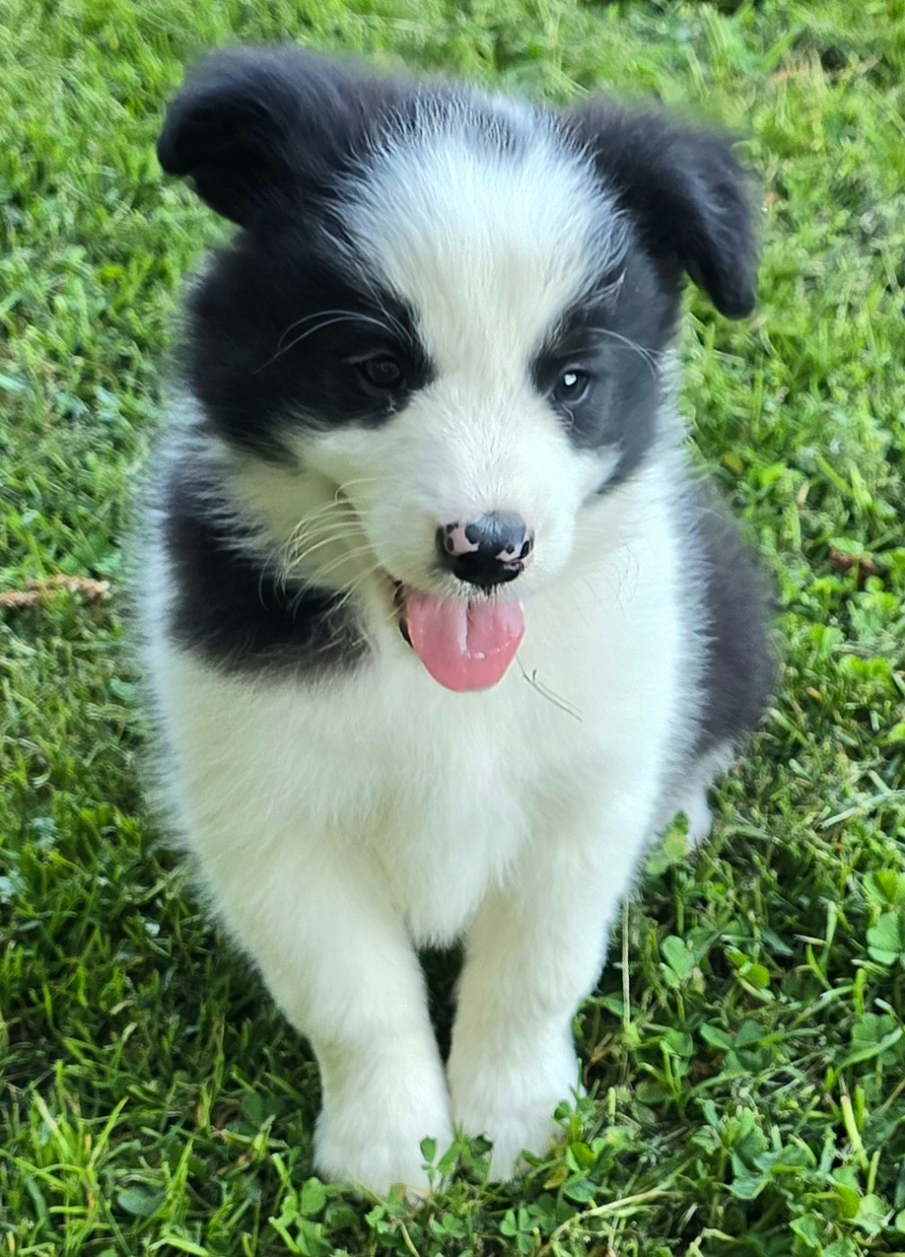 du Paradis des P'tits Cracks - Chiots disponibles - Border Collie