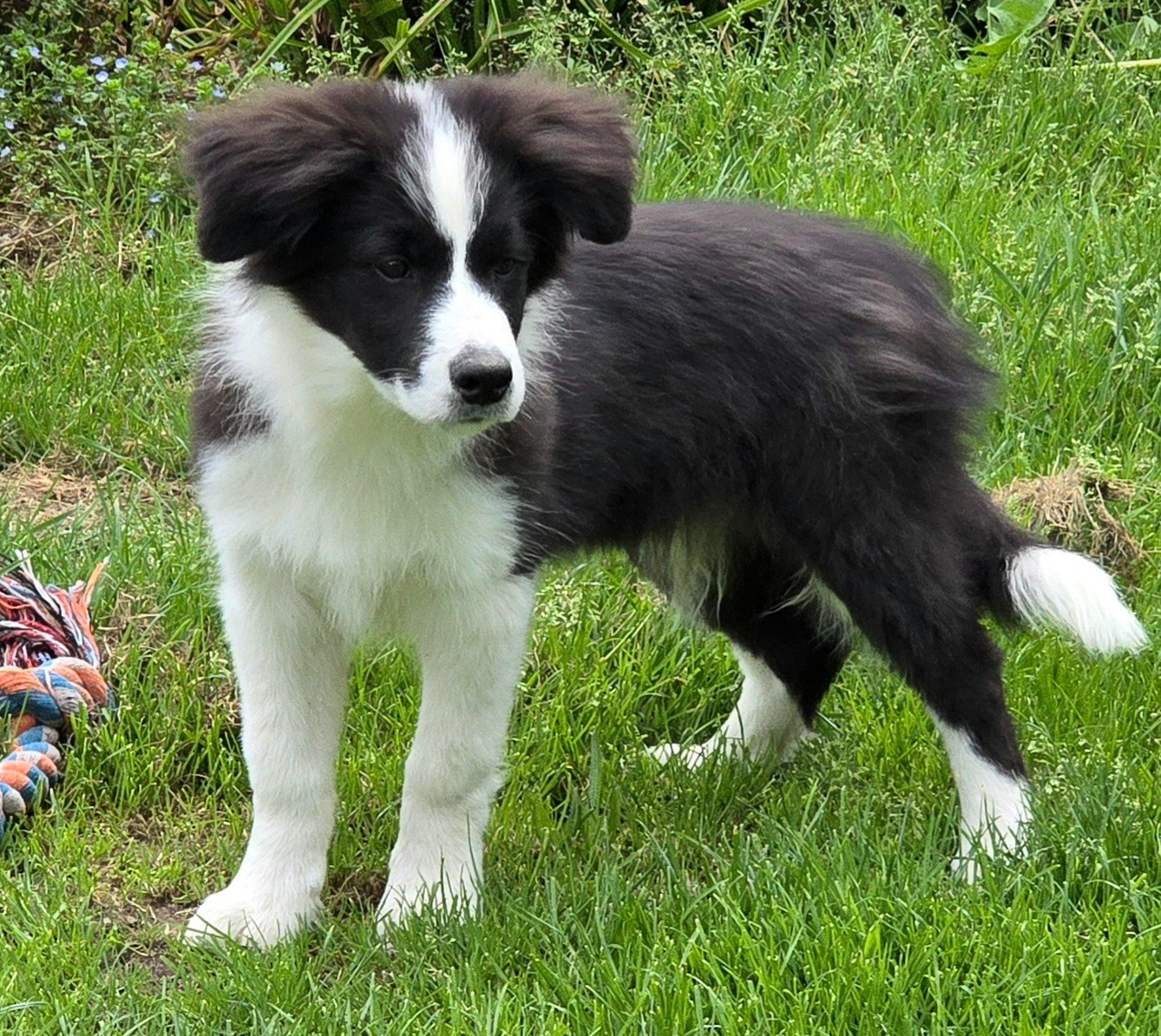 du Paradis des P'tits Cracks - Chiots disponibles - Border Collie