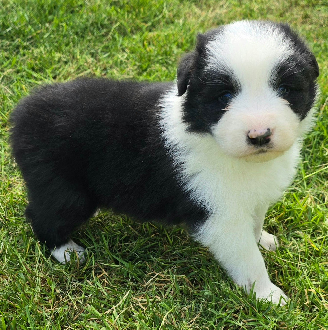 du Paradis des P'tits Cracks - Chiots disponibles - Border Collie
