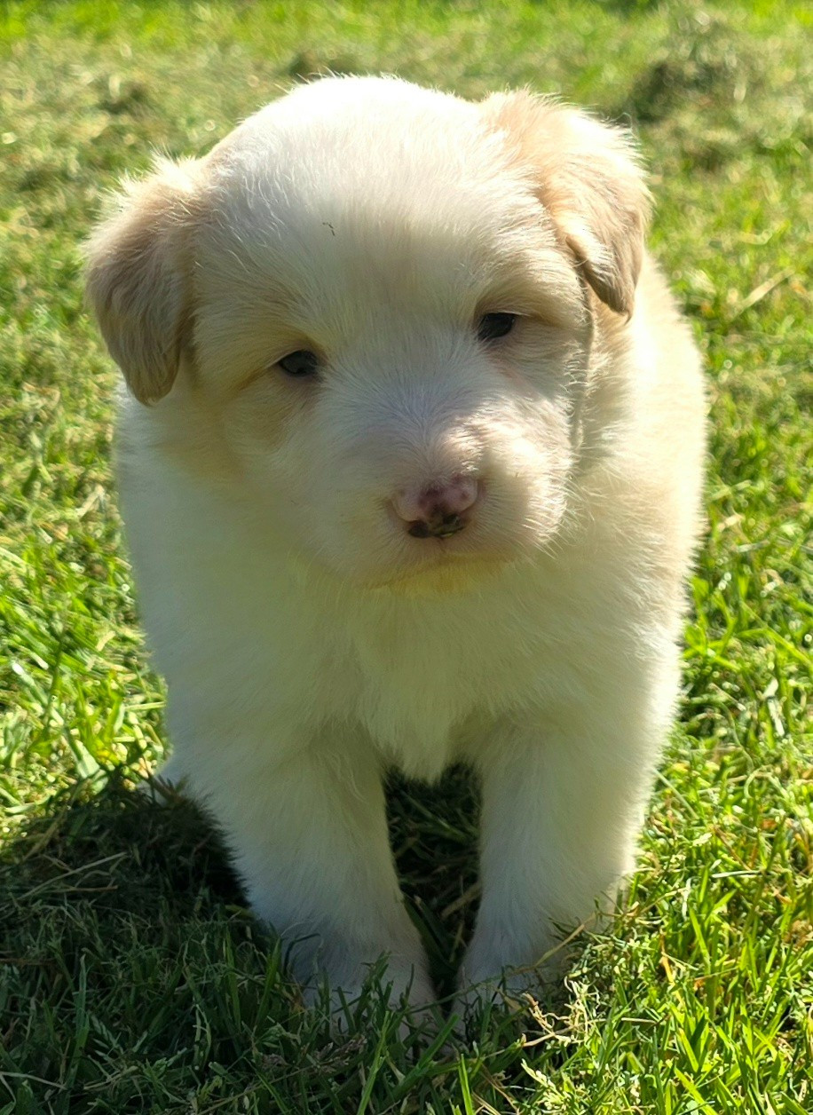 du Paradis des P'tits Cracks - Chiots disponibles - Border Collie