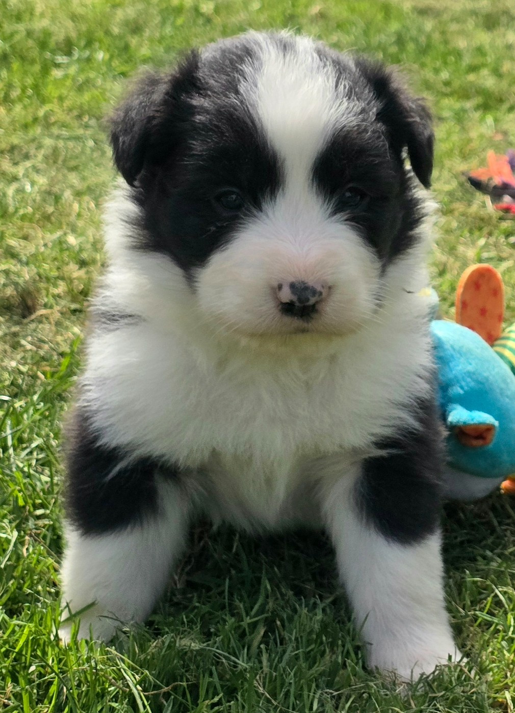 du Paradis des P'tits Cracks - Chiots disponibles - Border Collie