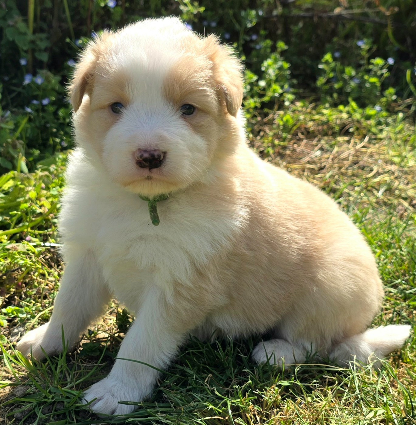 du Paradis des P'tits Cracks - Chiots disponibles - Border Collie