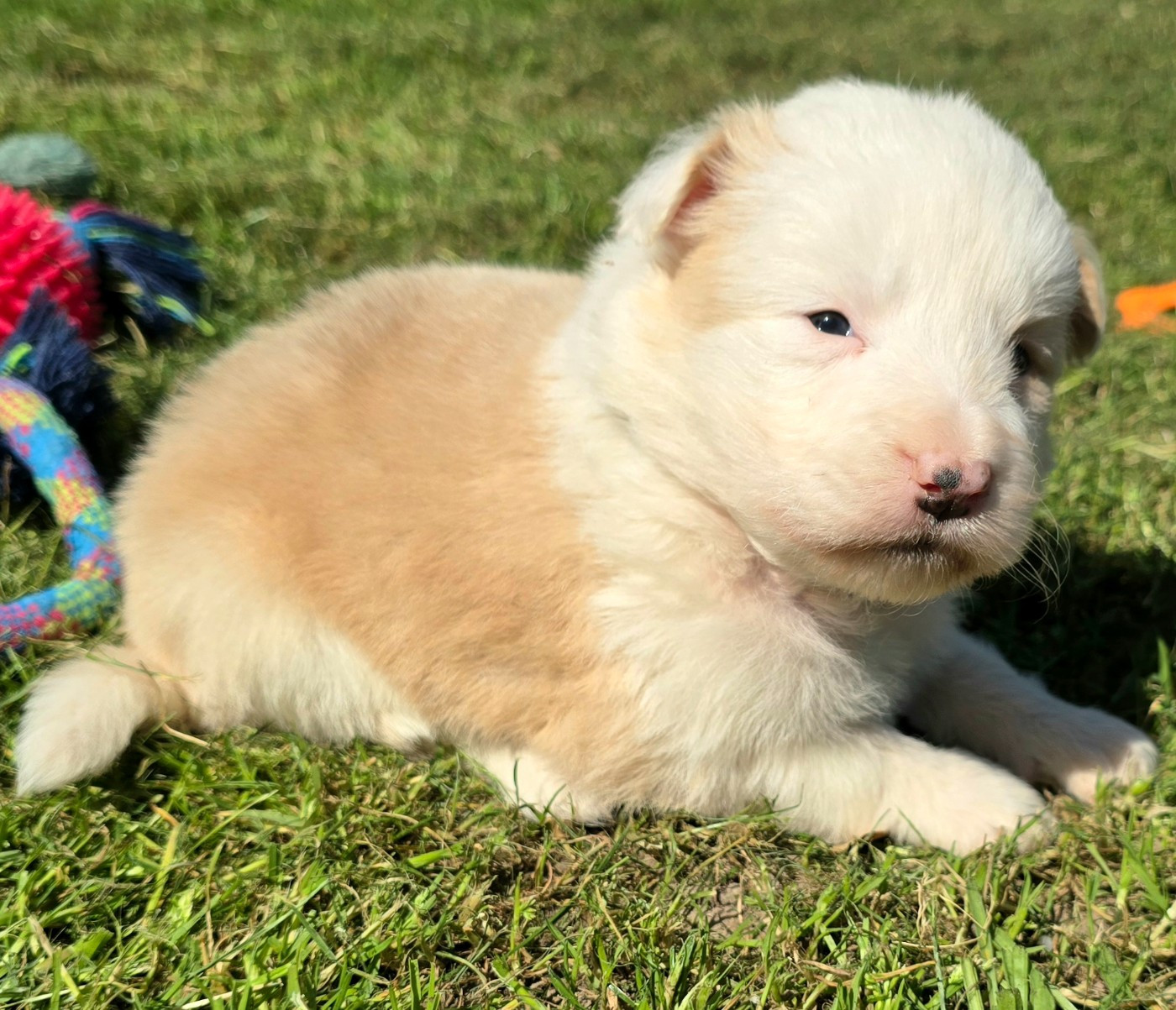 du Paradis des P'tits Cracks - Chiots disponibles - Border Collie