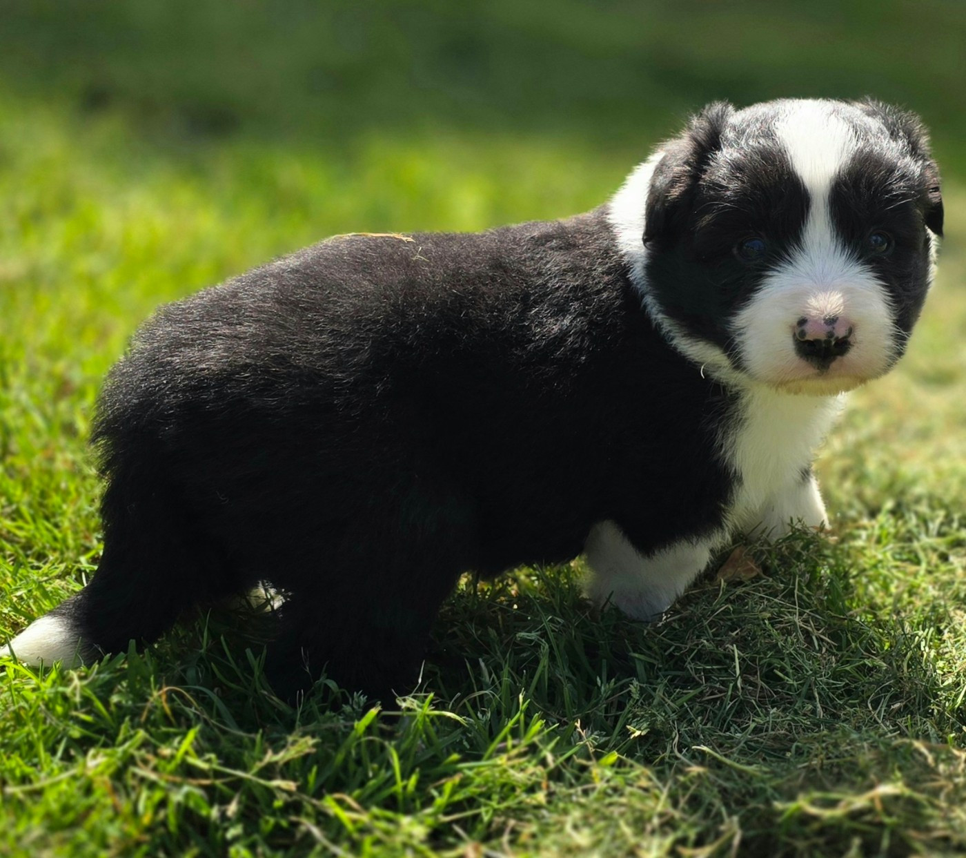 du Paradis des P'tits Cracks - Chiots disponibles - Border Collie