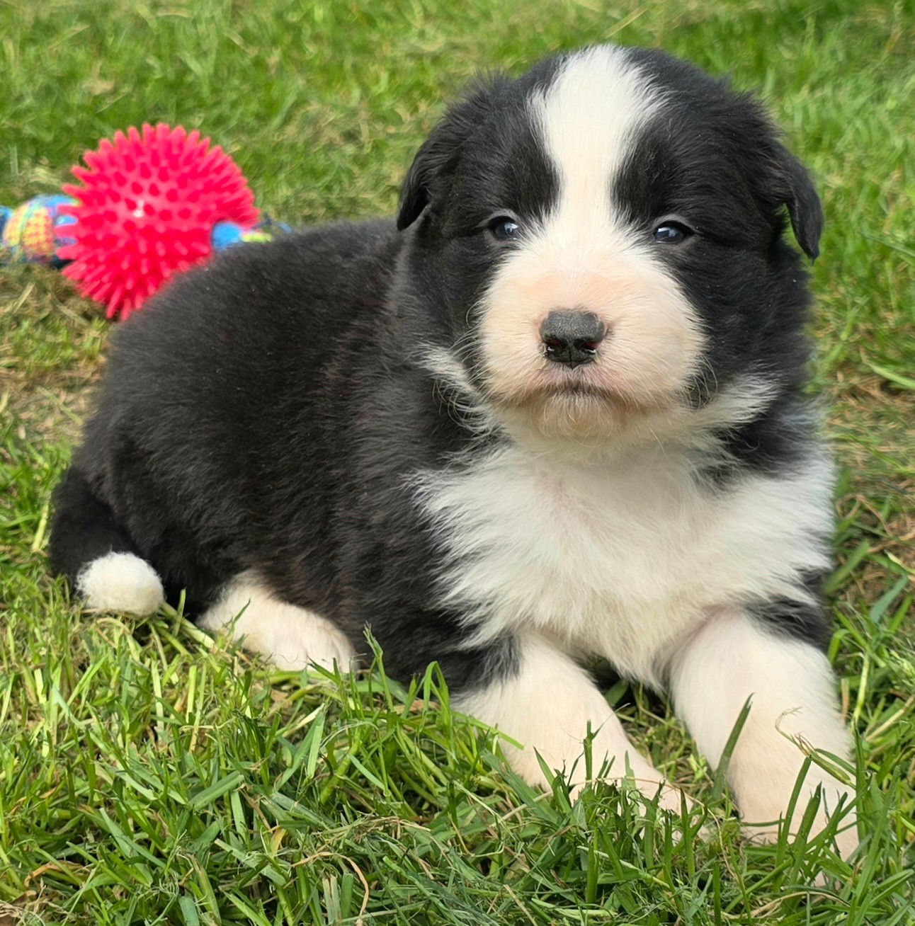 du Paradis des P'tits Cracks - Chiots disponibles - Border Collie