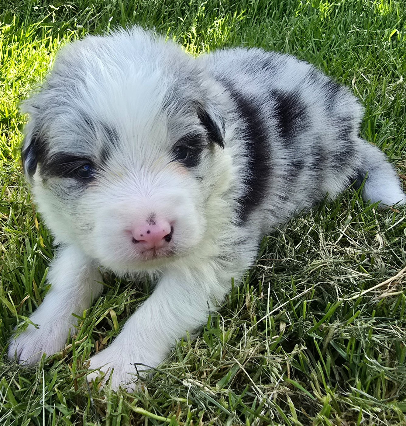 du Paradis des P'tits Cracks - Chiots disponibles - Border Collie
