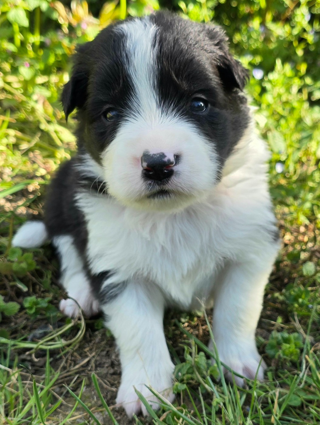 du Paradis des P'tits Cracks - Chiots disponibles - Border Collie