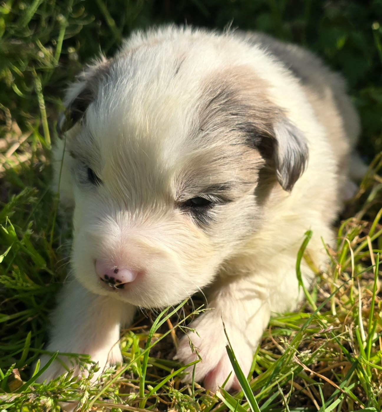 du Paradis des P'tits Cracks - Chiots disponibles - Border Collie
