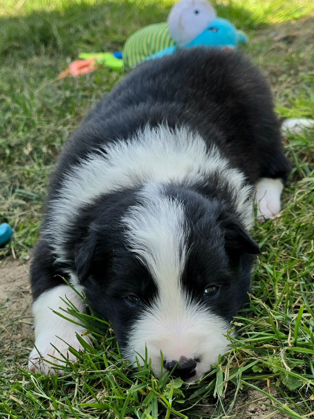 du Paradis des P'tits Cracks - Chiots disponibles - Border Collie