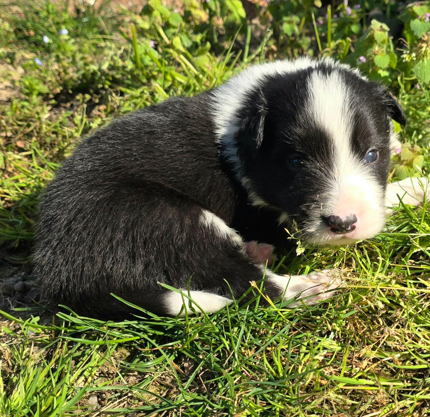 du Paradis des P'tits Cracks - Chiots disponibles - Border Collie