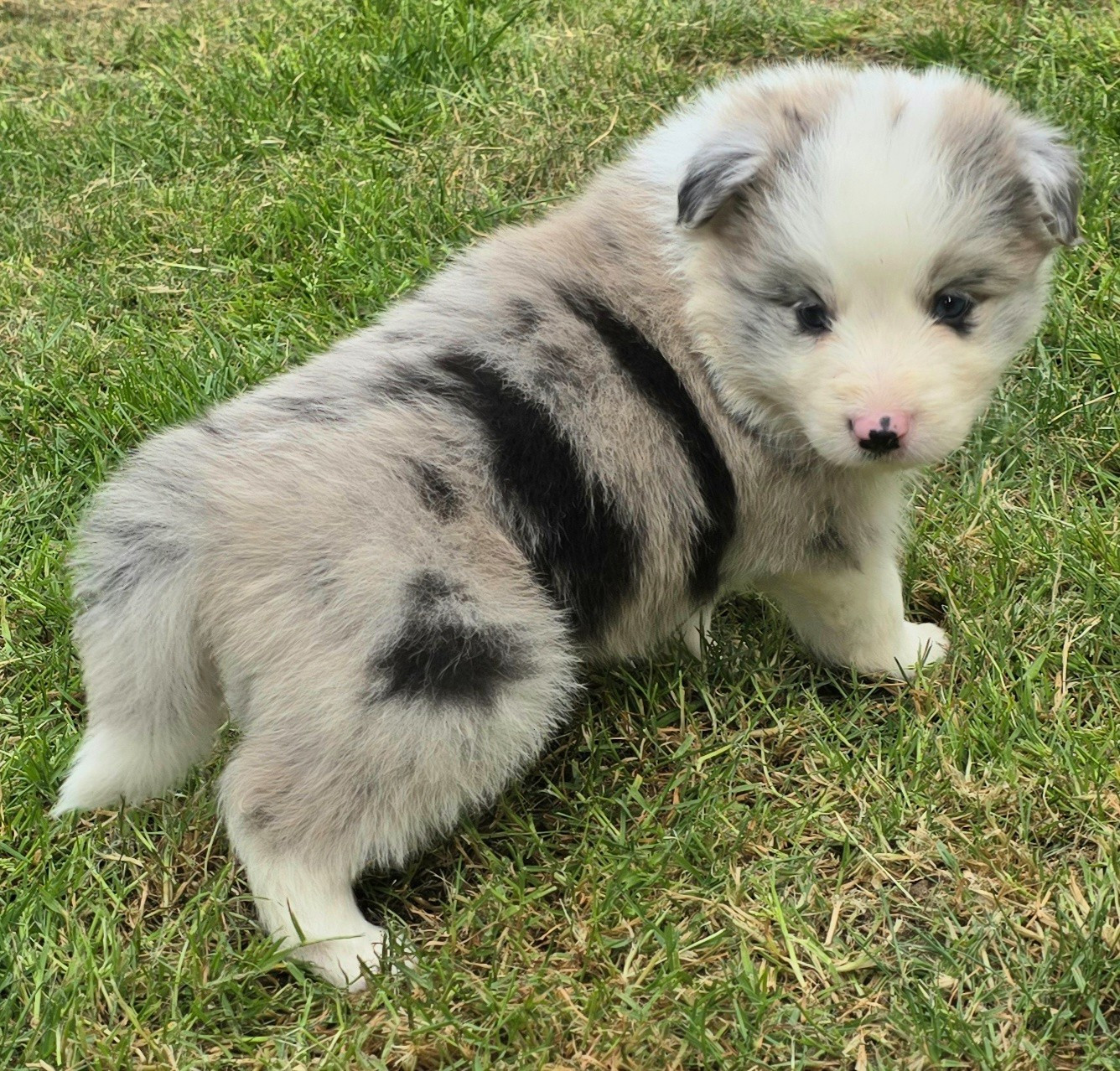 du Paradis des P'tits Cracks - Chiots disponibles - Border Collie