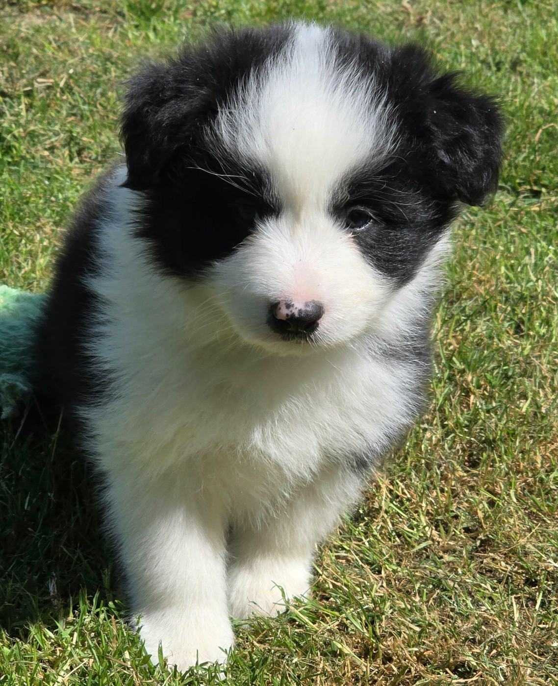 du Paradis des P'tits Cracks - Chiots disponibles - Border Collie