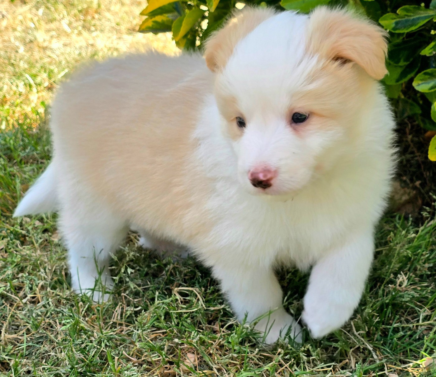 du Paradis des P'tits Cracks - Chiots disponibles - Border Collie