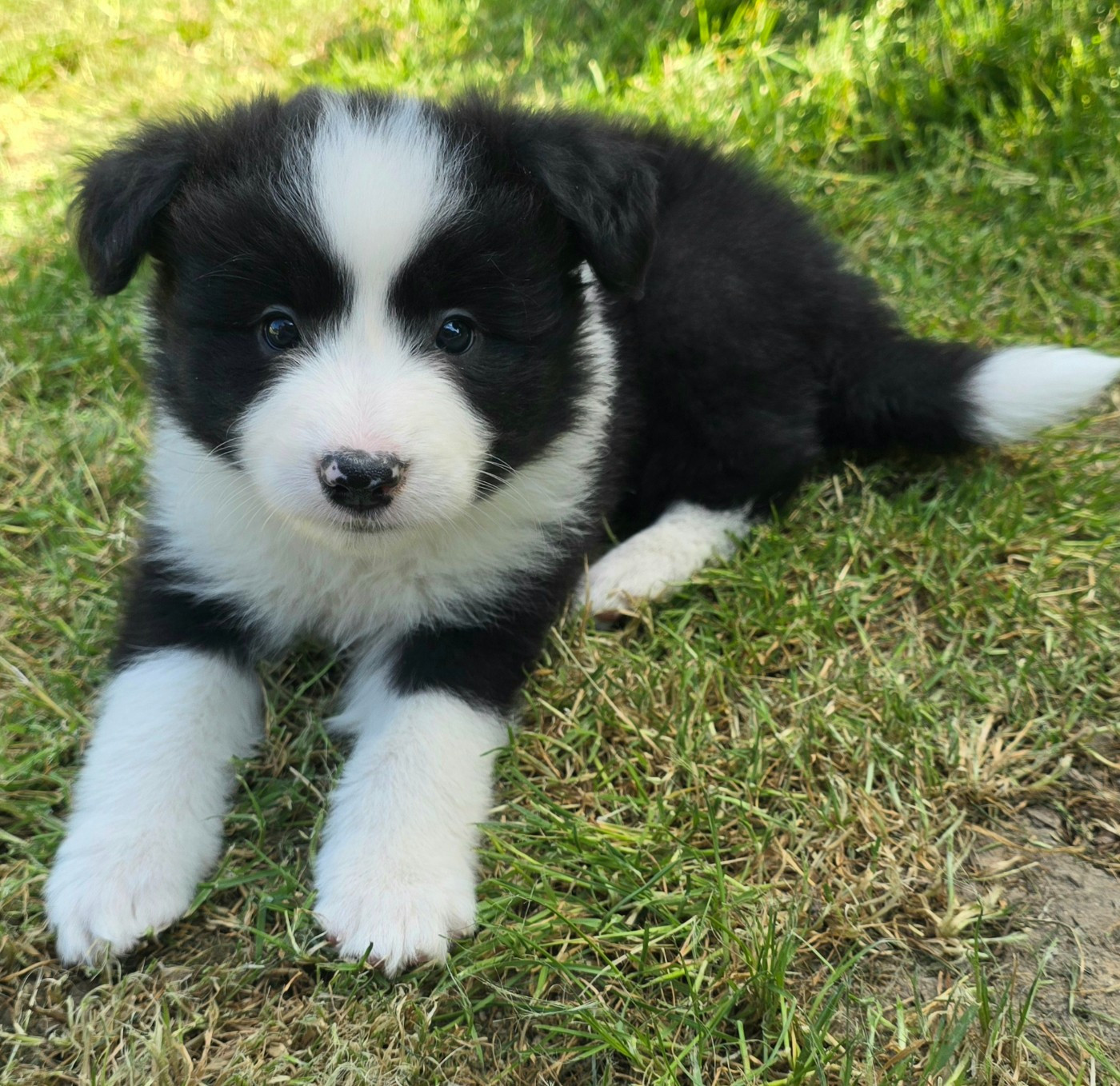 du Paradis des P'tits Cracks - Chiots disponibles - Border Collie