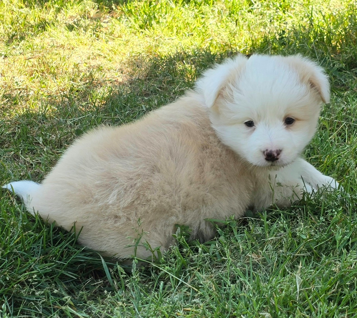du Paradis des P'tits Cracks - Chiots disponibles - Border Collie