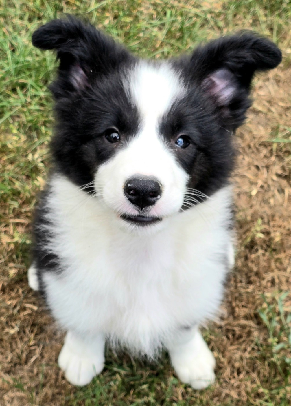 du Paradis des P'tits Cracks - Chiots disponibles - Border Collie