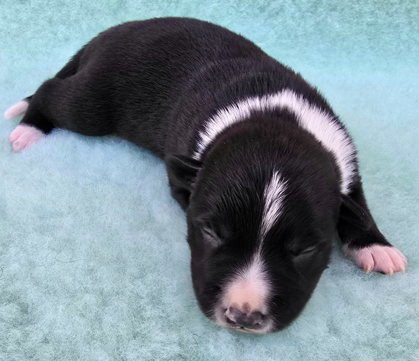 du Paradis des P'tits Cracks - Chiots disponibles - Border Collie