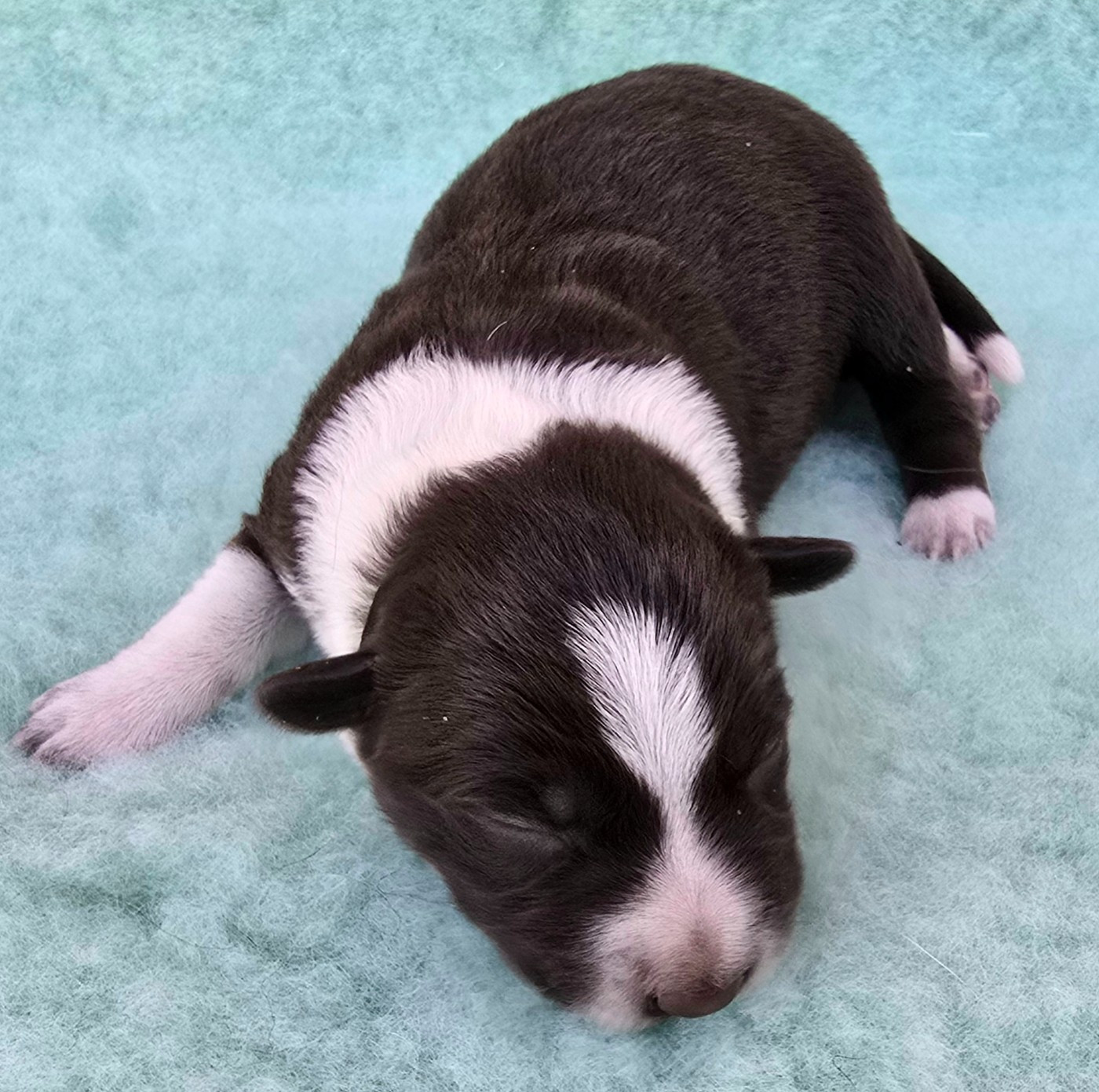 du Paradis des P'tits Cracks - Chiots disponibles - Border Collie