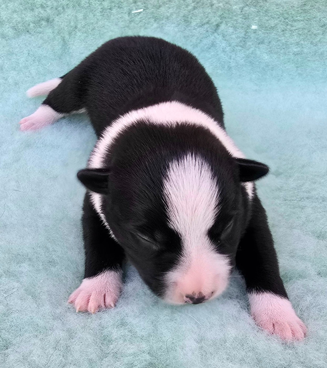du Paradis des P'tits Cracks - Chiots disponibles - Border Collie