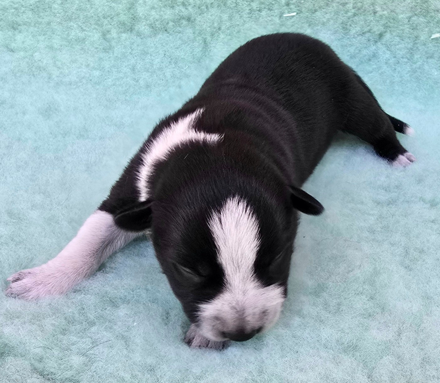 du Paradis des P'tits Cracks - Chiots disponibles - Border Collie