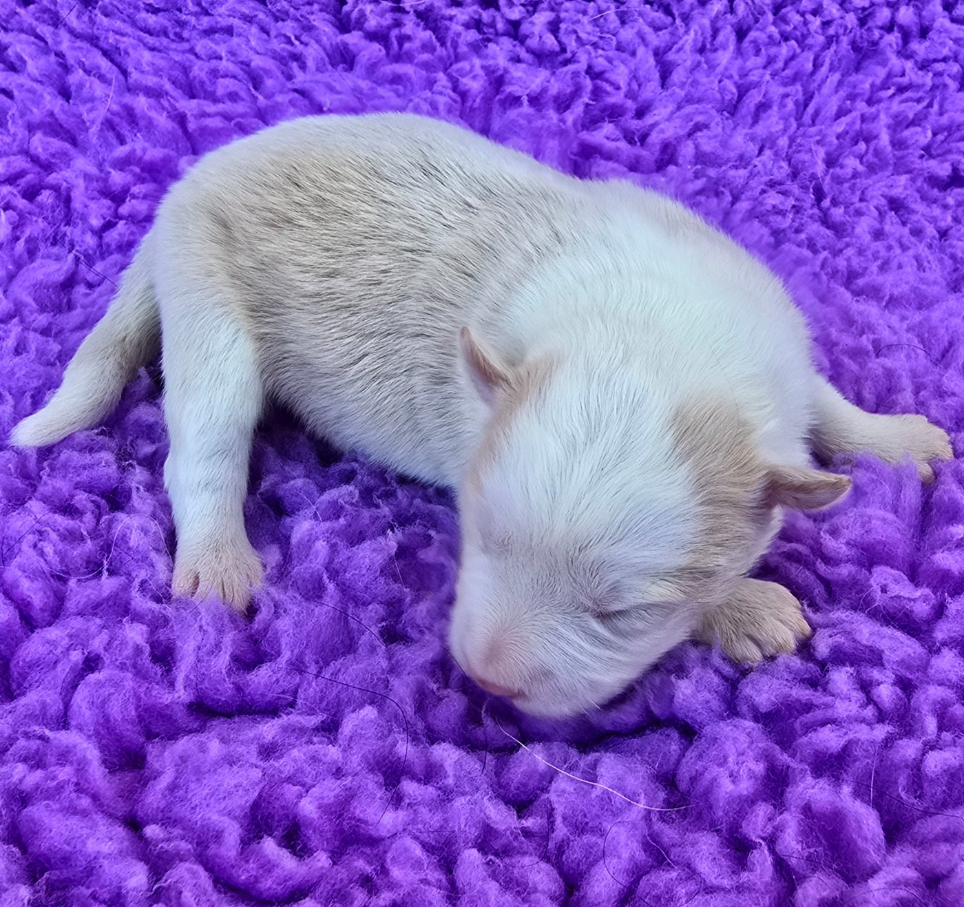 du Paradis des P'tits Cracks - Chiots disponibles - Border Collie