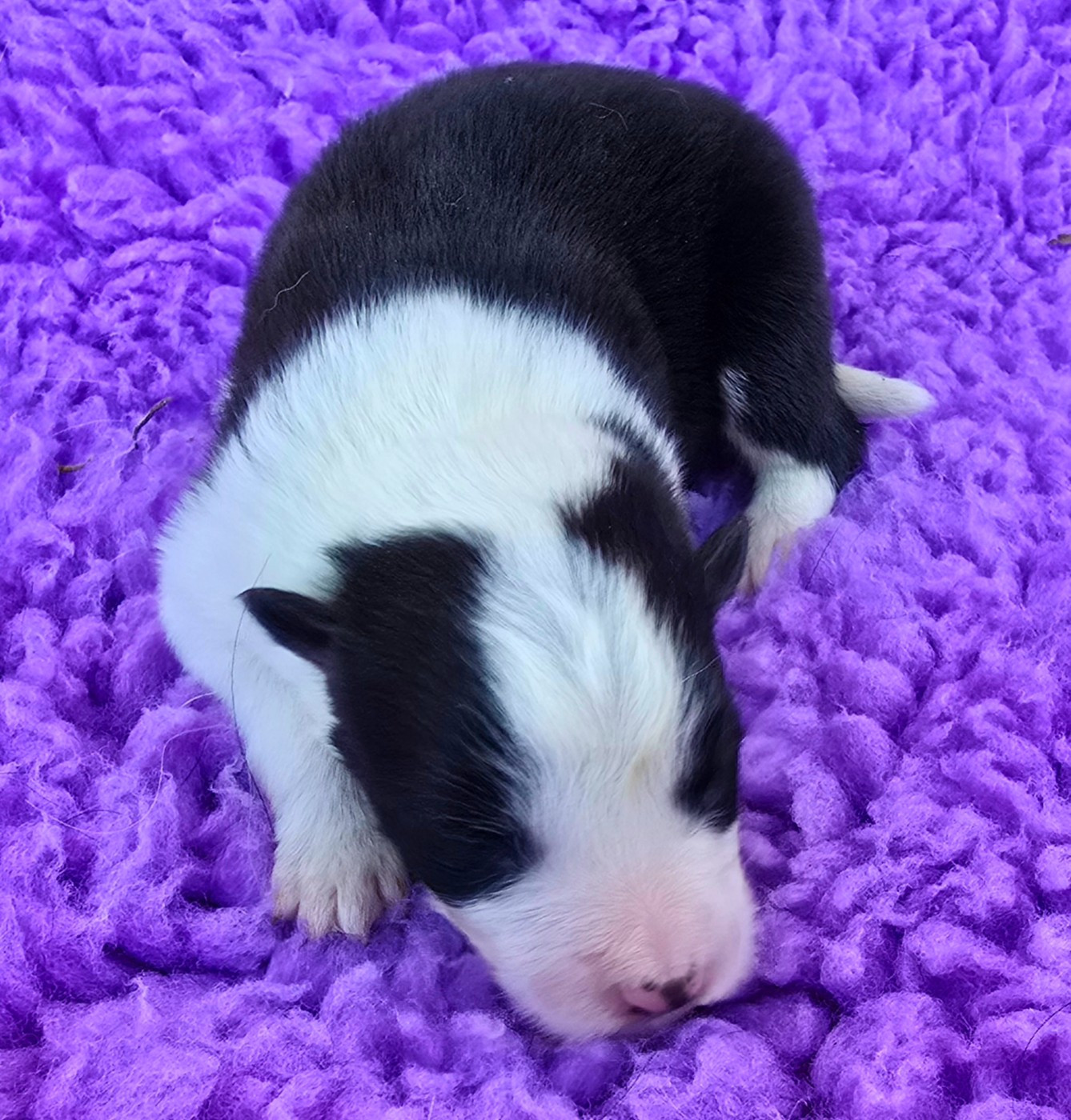 du Paradis des P'tits Cracks - Chiots disponibles - Border Collie