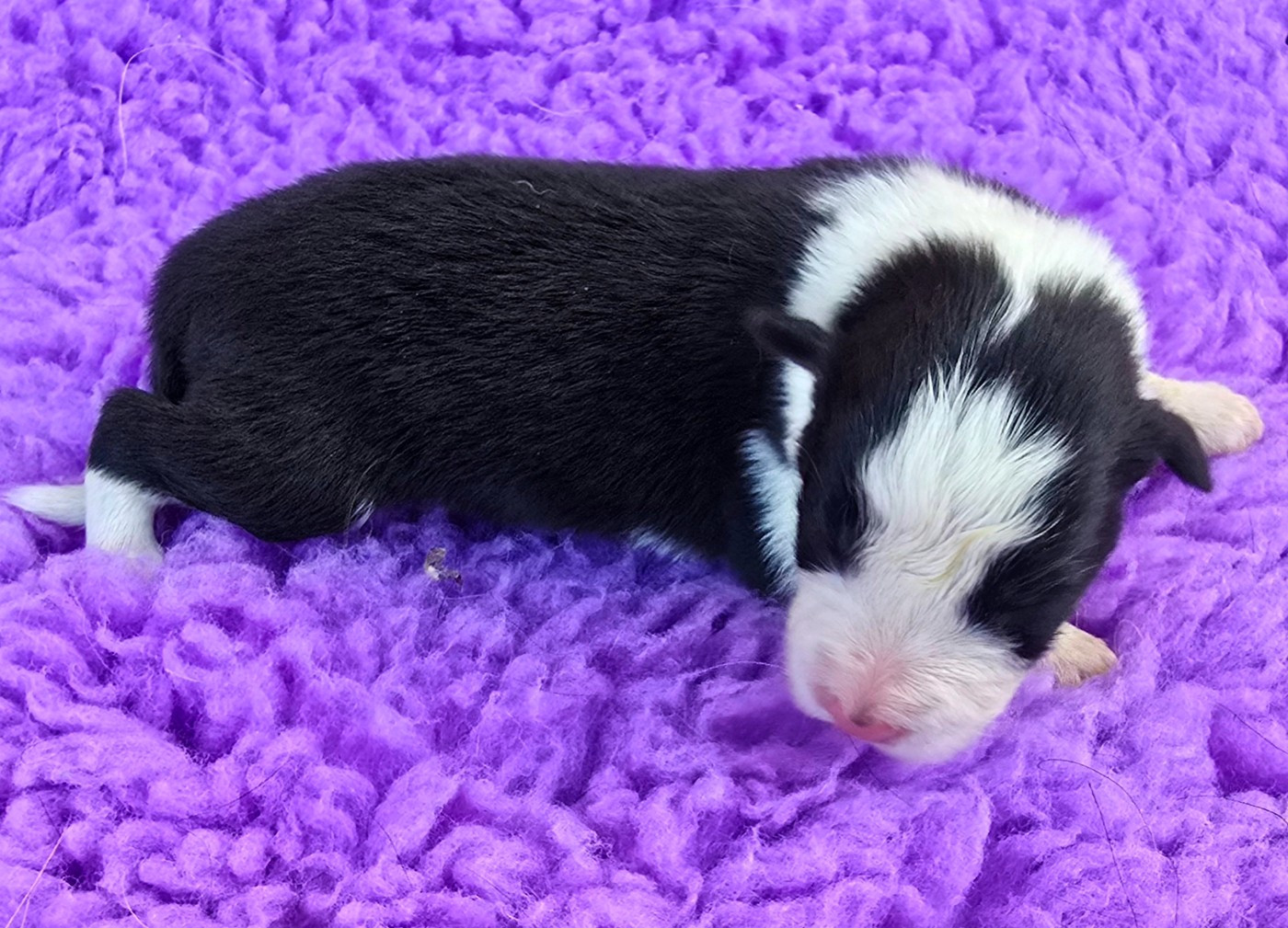 du Paradis des P'tits Cracks - Chiots disponibles - Border Collie