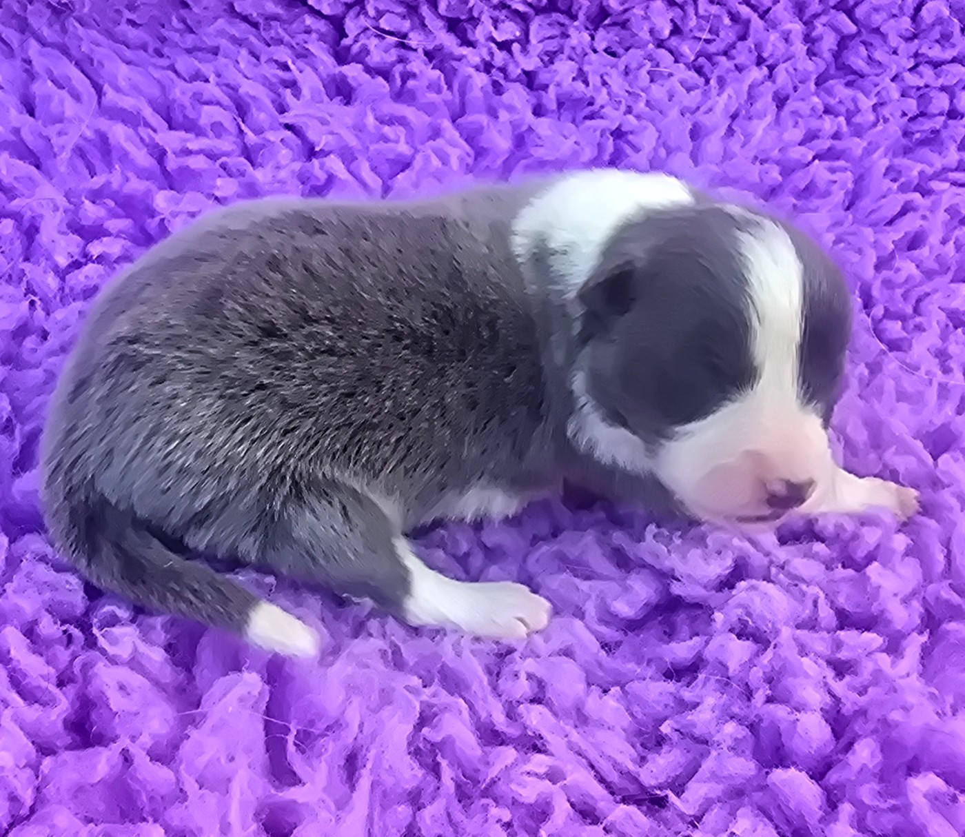 du Paradis des P'tits Cracks - Chiots disponibles - Border Collie