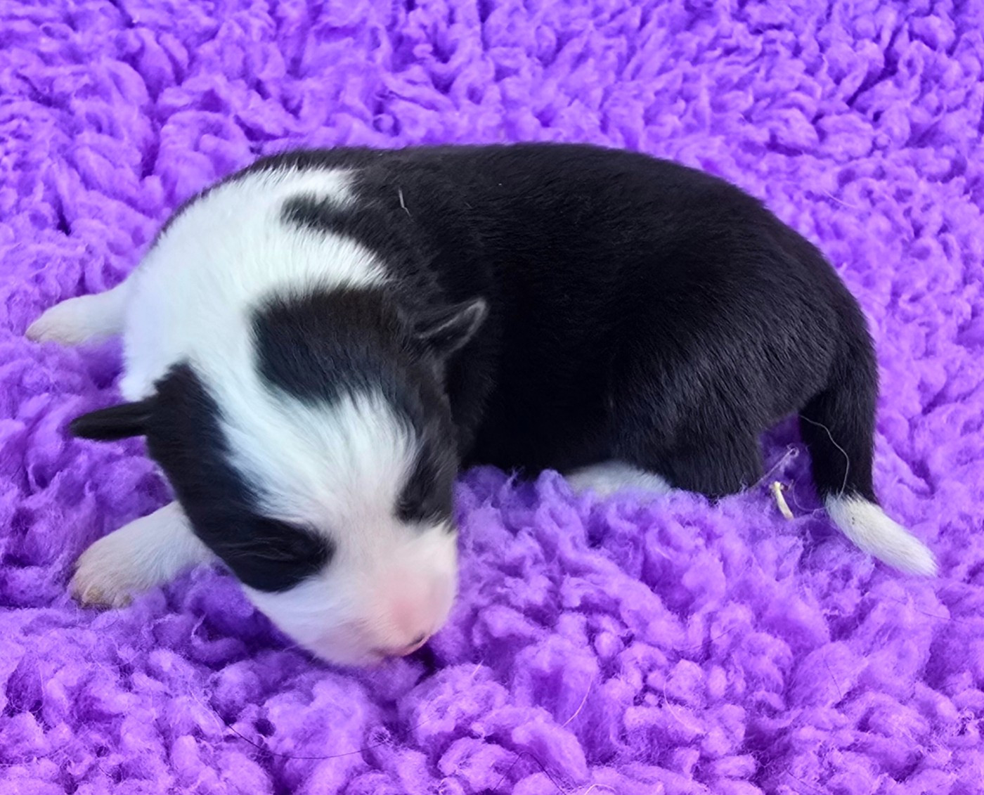 du Paradis des P'tits Cracks - Chiots disponibles - Border Collie
