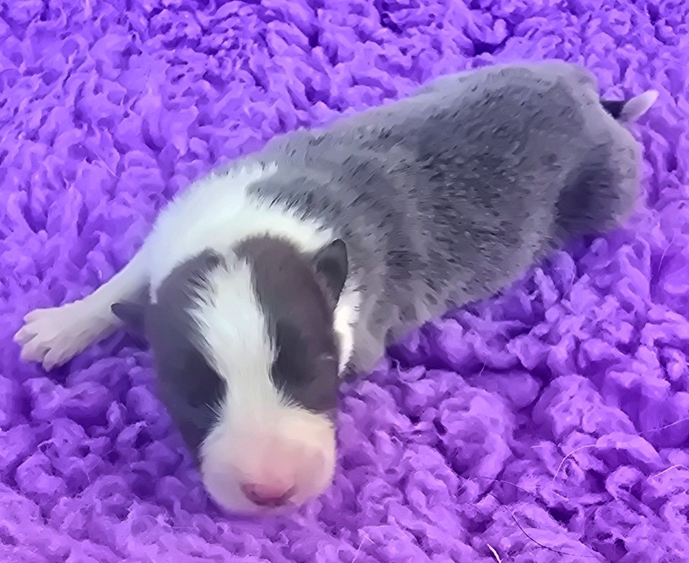 du Paradis des P'tits Cracks - Chiots disponibles - Border Collie