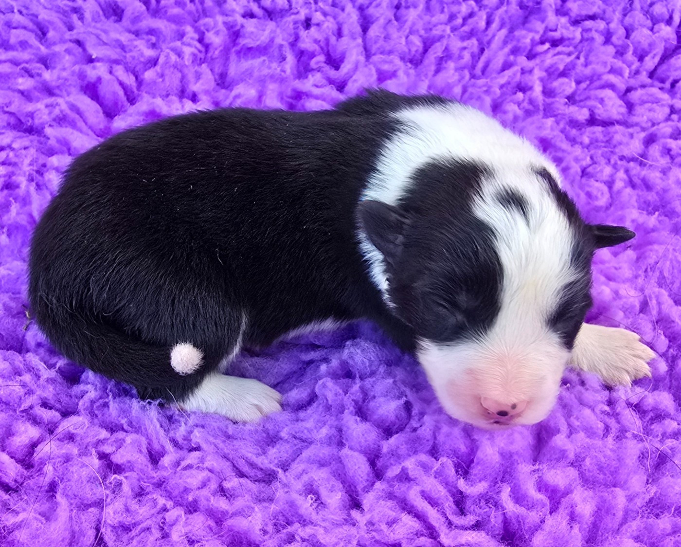 du Paradis des P'tits Cracks - Chiots disponibles - Border Collie