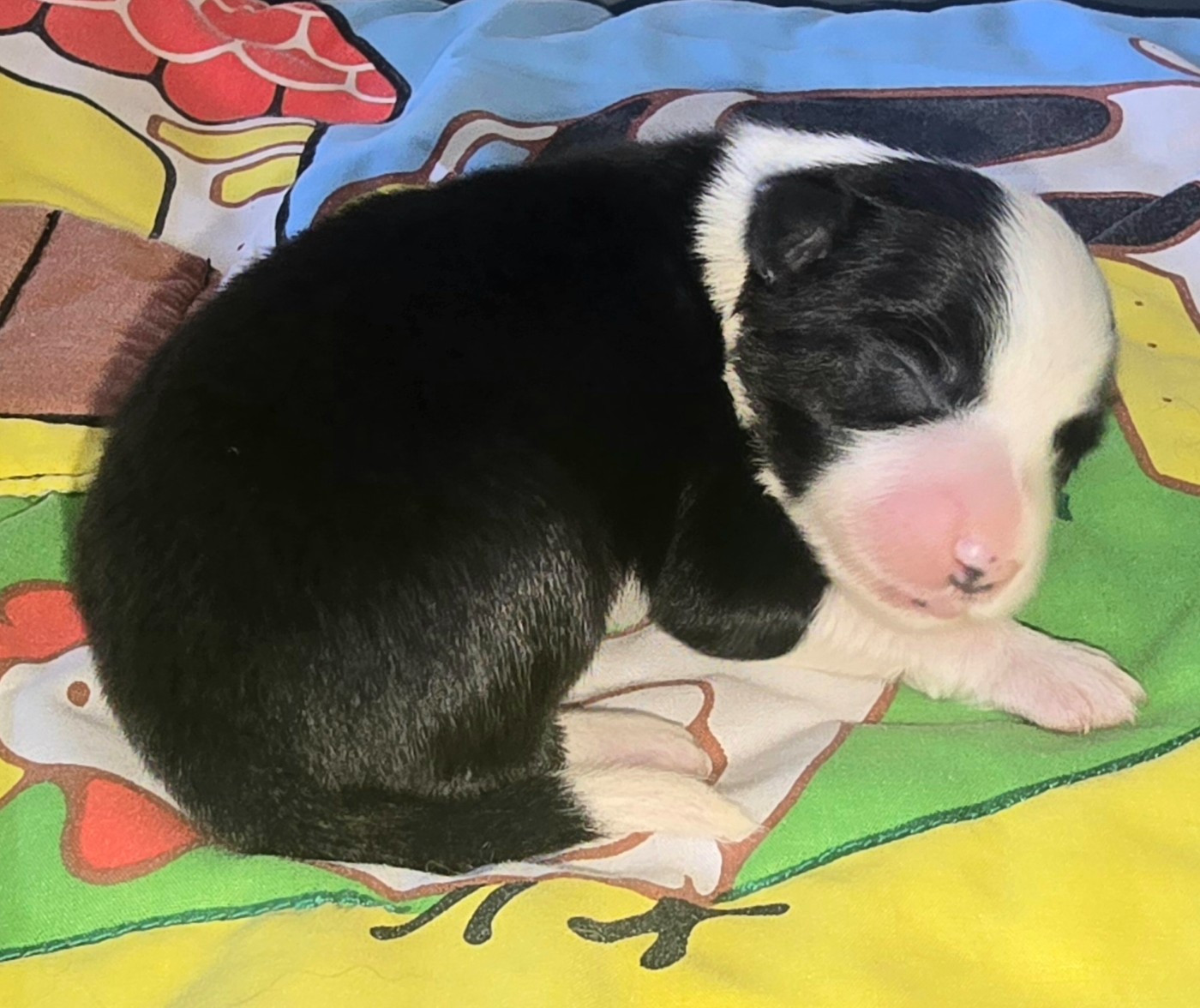 du Paradis des P'tits Cracks - Chiots disponibles - Border Collie