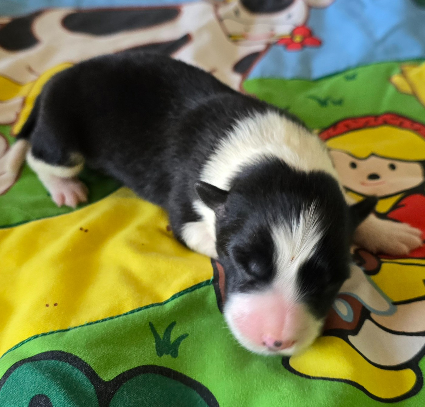 du Paradis des P'tits Cracks - Chiots disponibles - Border Collie