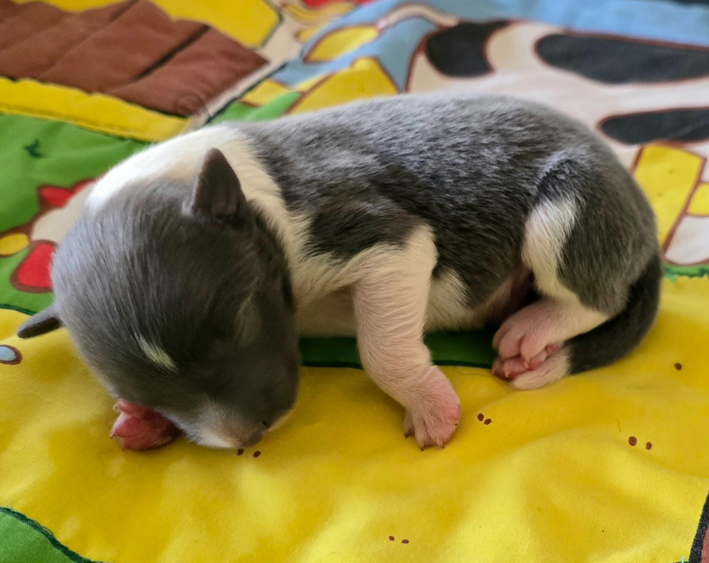 du Paradis des P'tits Cracks - Chiots disponibles - Border Collie