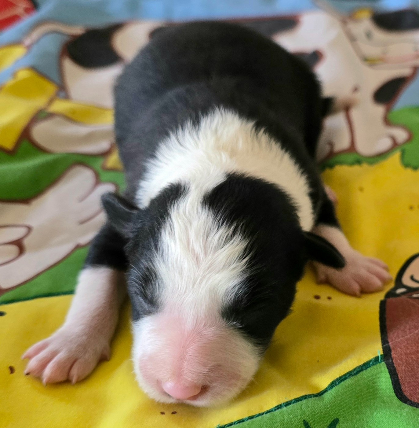 du Paradis des P'tits Cracks - Chiots disponibles - Border Collie