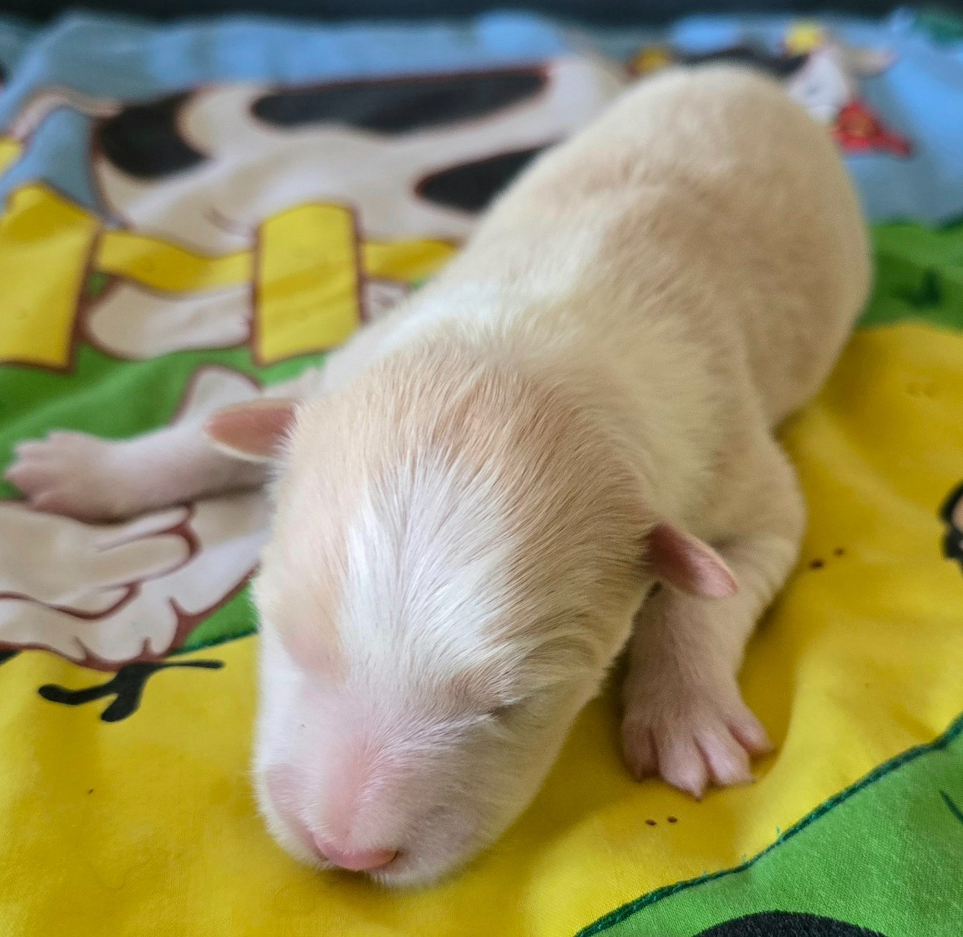 du Paradis des P'tits Cracks - Chiots disponibles - Border Collie