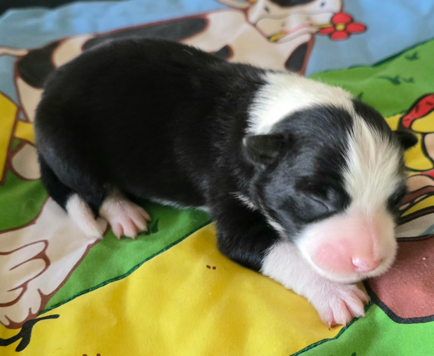du Paradis des P'tits Cracks - Chiots disponibles - Border Collie