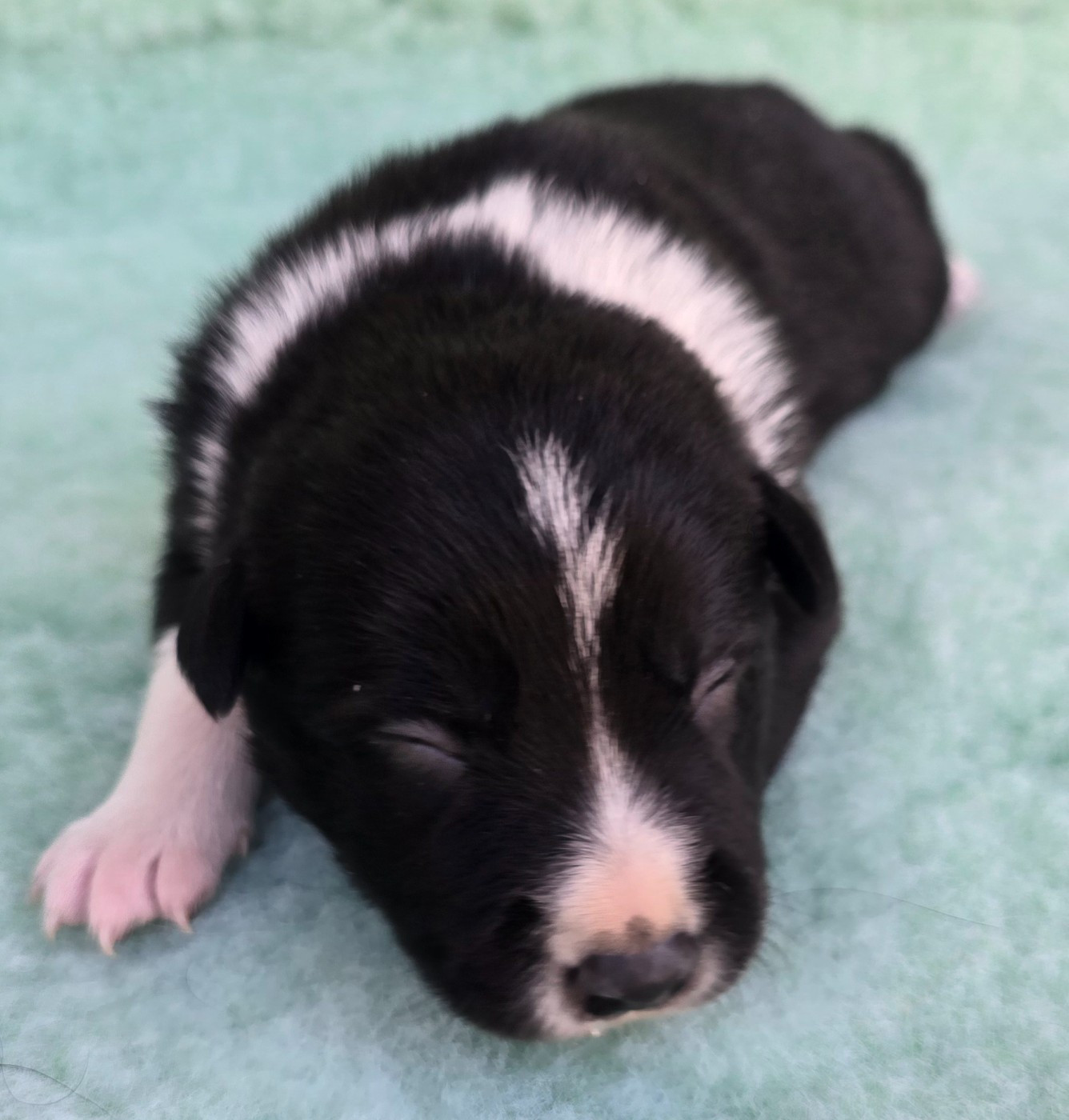 du Paradis des P'tits Cracks - Chiots disponibles - Border Collie