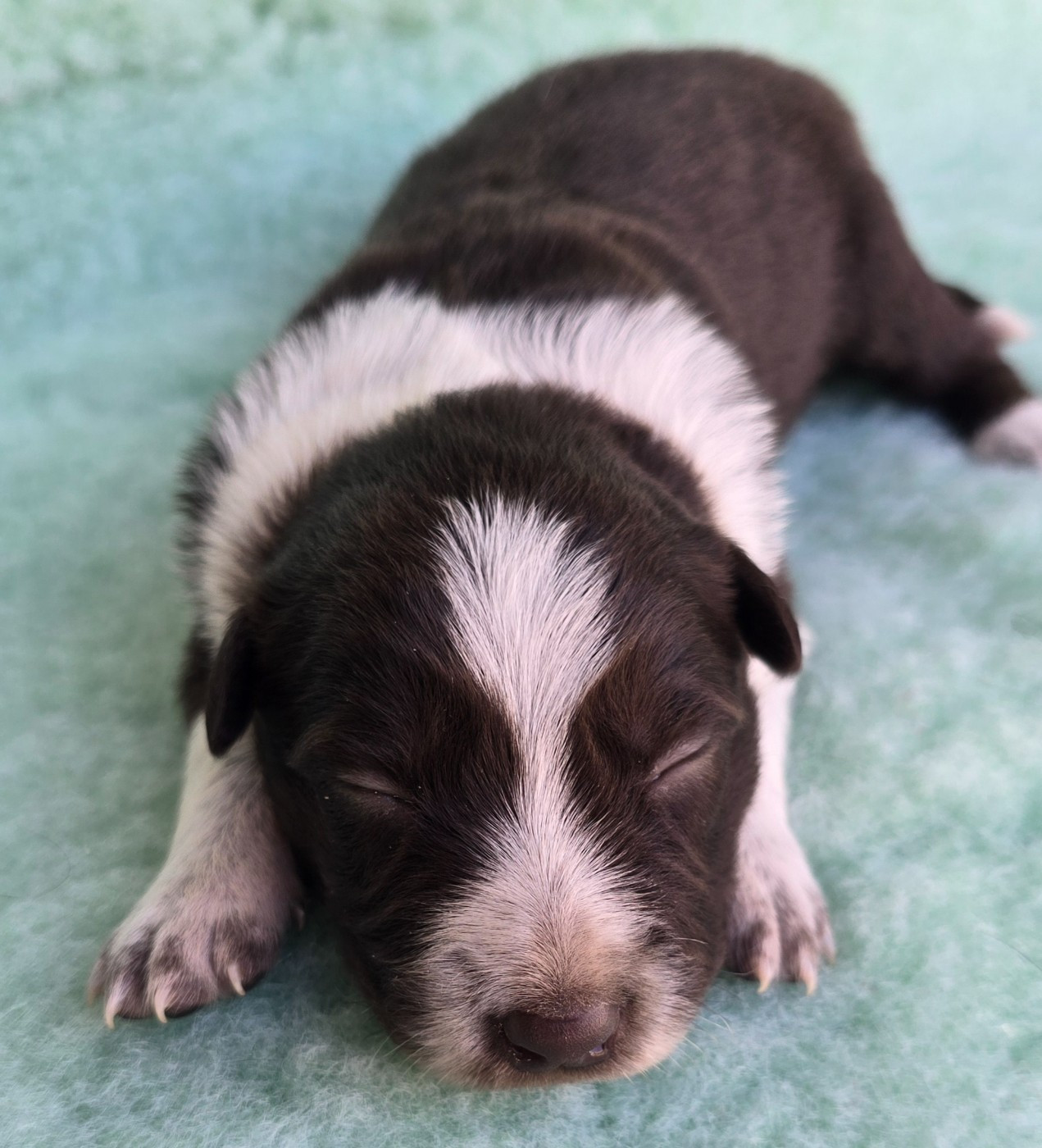 du Paradis des P'tits Cracks - Chiots disponibles - Border Collie