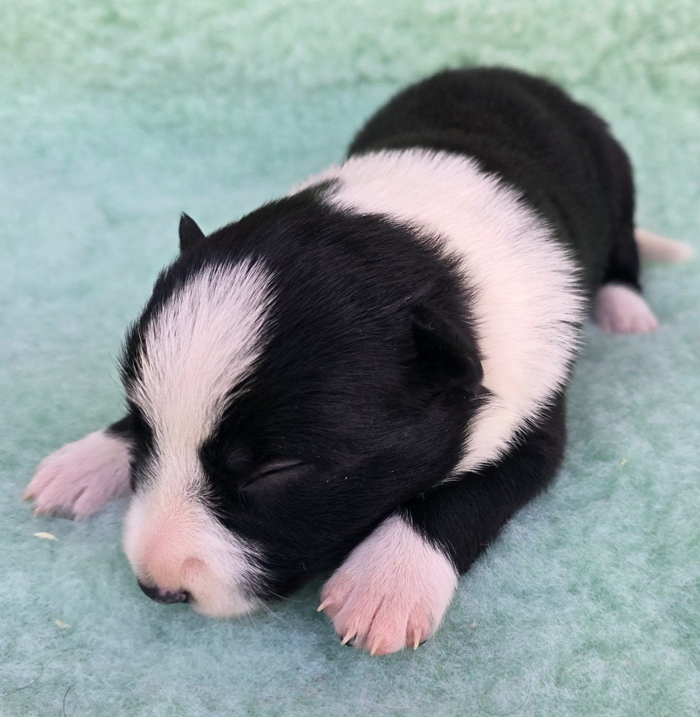 du Paradis des P'tits Cracks - Chiots disponibles - Border Collie