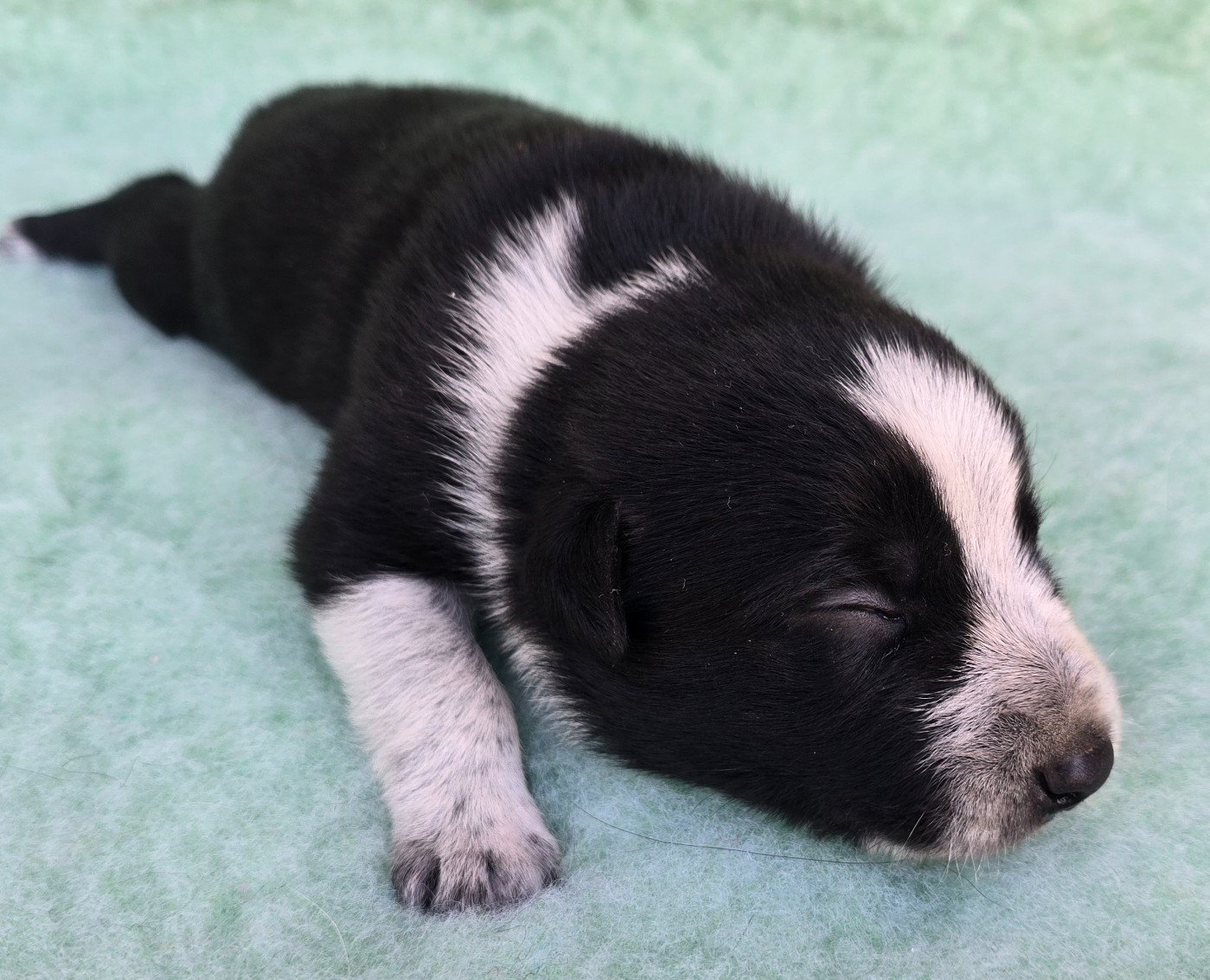 du Paradis des P'tits Cracks - Chiots disponibles - Border Collie
