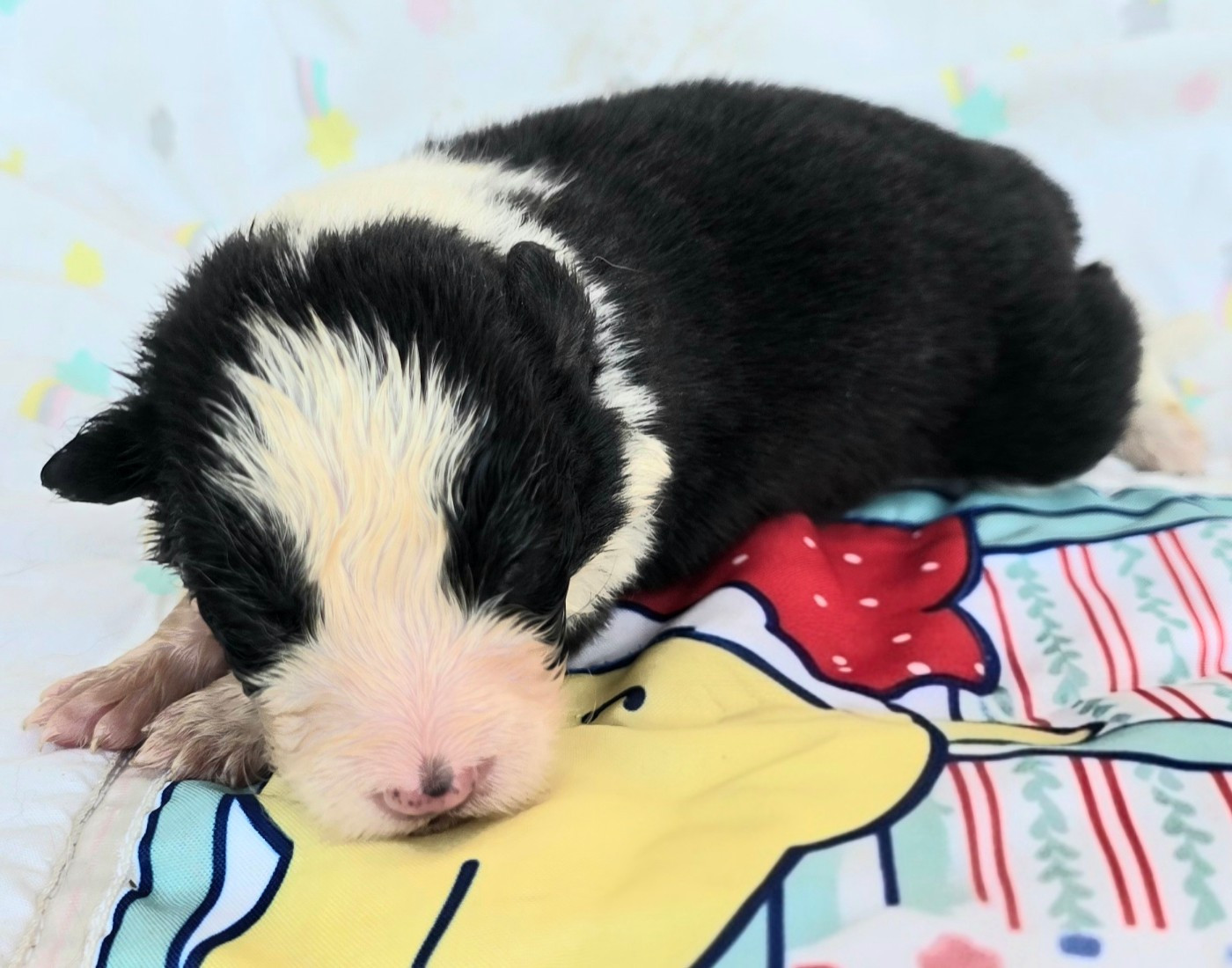 du Paradis des P'tits Cracks - Chiots disponibles - Border Collie