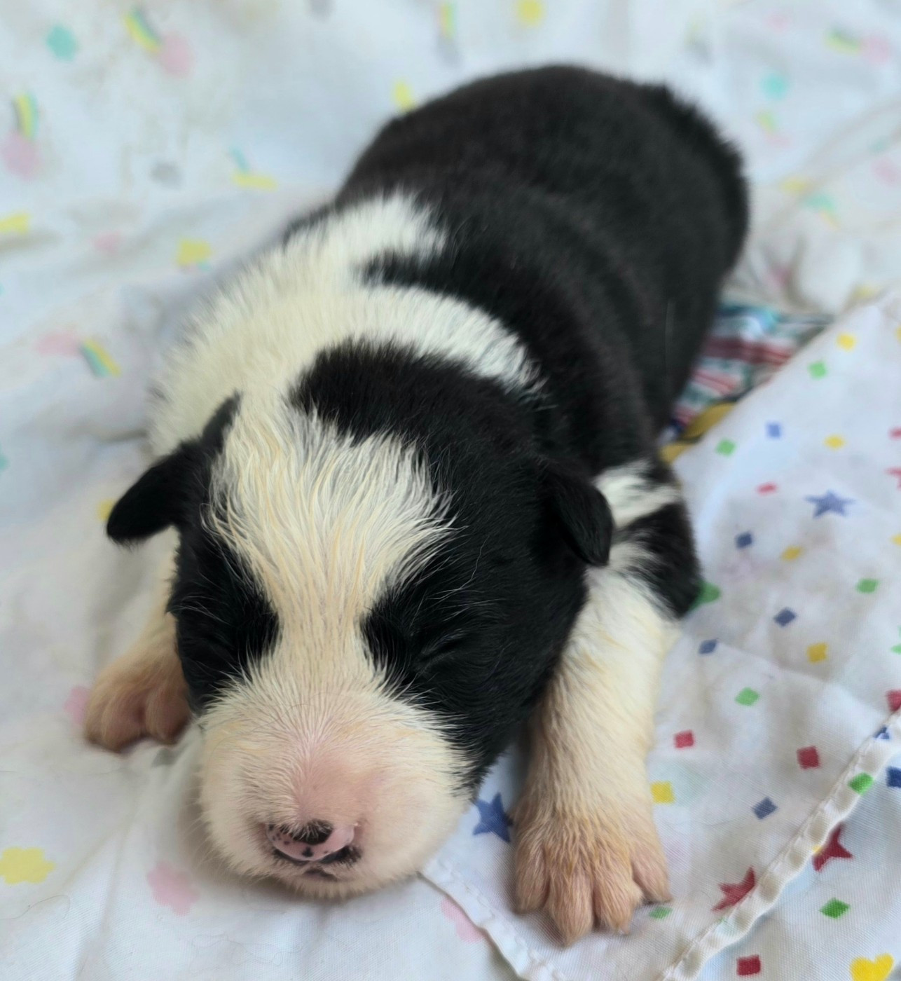 du Paradis des P'tits Cracks - Chiots disponibles - Border Collie