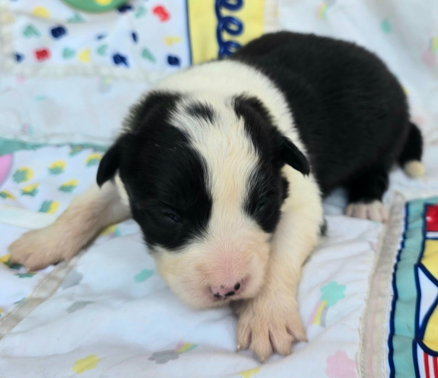 du Paradis des P'tits Cracks - Chiots disponibles - Border Collie