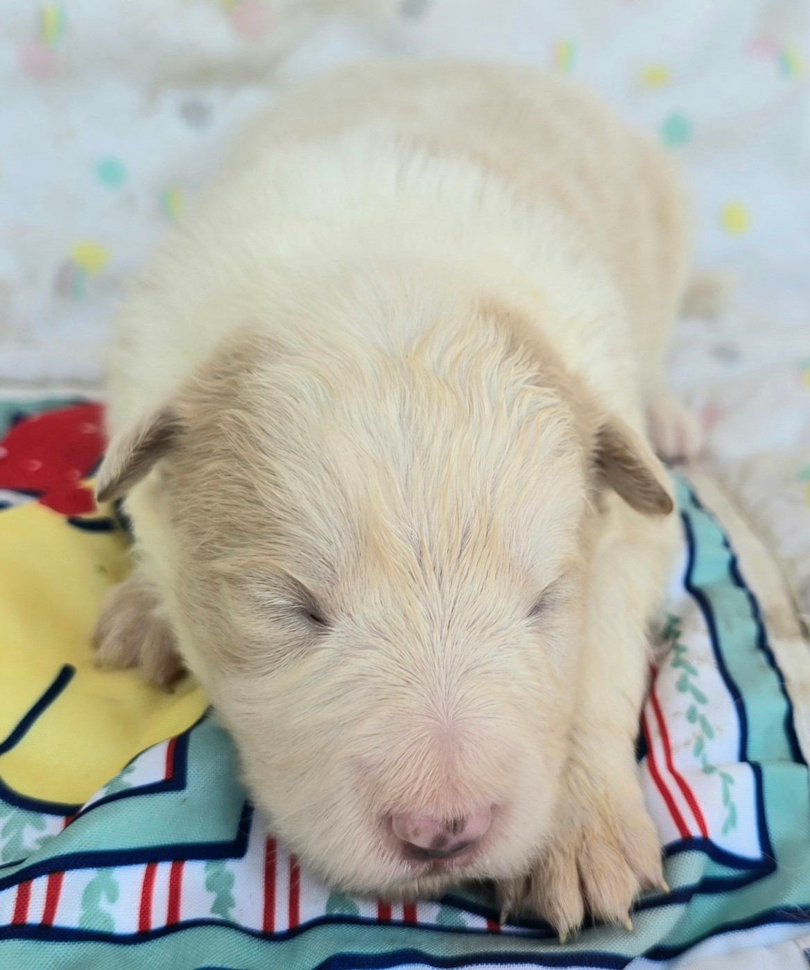 du Paradis des P'tits Cracks - Chiots disponibles - Border Collie